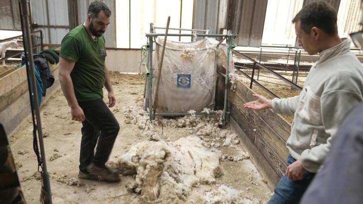 Hugo Clément regarde une toison chez un éleveur ovins en Bourgogne